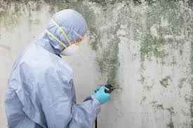 Best Mold Damage Restoration  in North Conway, NH